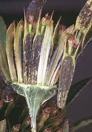 Attēlu rezultāti vaicājumam “Bidens frondosa fruit”