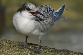 Image result for Sterna dougallii