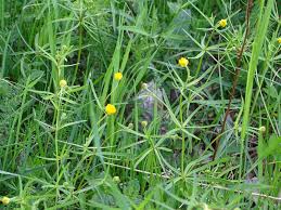 Attēlu rezultāti vaicājumam “Oenothera rubricauli leaf”