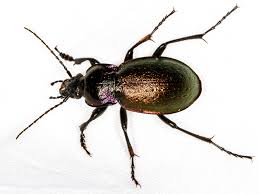 Attēlu rezultāti vaicājumam “Carabus nemoralis”