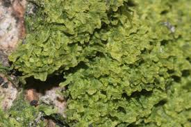 Attēlu rezultāti vaicājumam “Metzgeria furcata”