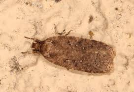 Attēlu rezultāti vaicājumam “Agonopterix ciliella imago”