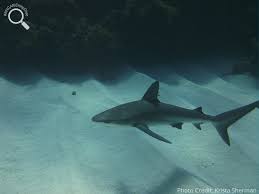 Image result for Carcharhinus perezii