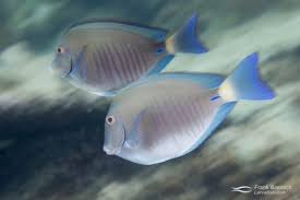 Image result for Acanthurus chirurgus