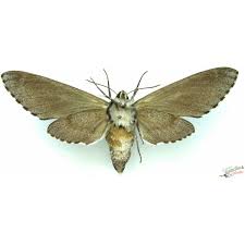 Attēlu rezultāti vaicājumam “Sphinx pinastri”