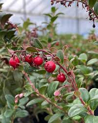 Attēlu rezultāti vaicājumam “Vaccinium vitis-idaea bud”