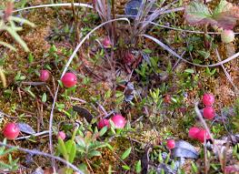 Attēlu rezultāti vaicājumam “Oxycoccus microcarpus”