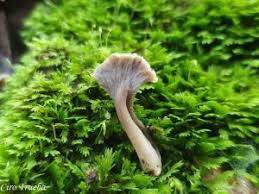 Attēlu rezultāti vaicājumam “Pseudocraterellus sinuosus”