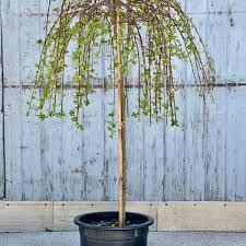 Attēlu rezultāti vaicājumam “Salix”