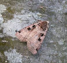 Attēlu rezultāti vaicājumam “Xestia triangulum”