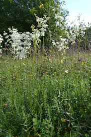 Image result for Filipendula vulgaris