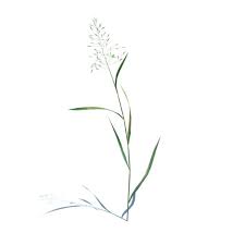 Attēlu rezultāti vaicājumam “Agrostis capillaris”