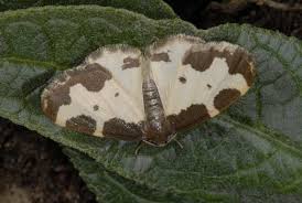 Attēlu rezultāti vaicājumam “Lomaspilis marginata”