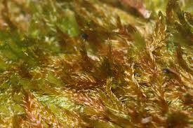 Attēlu rezultāti vaicājumam “Platygyrium repens”