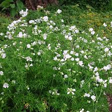 Attēlu rezultāti vaicājumam “Malva moschata alba”
