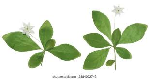 Attēlu rezultāti vaicājumam “Trientalis europaea leaf”