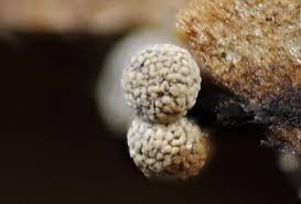 Attēlu rezultāti vaicājumam “Physarum straminipes”