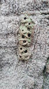 Attēlu rezultāti vaicājumam “Andricus quercuscorticis”