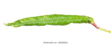 Attēlu rezultāti vaicājumam “Eudemis porphyrana”