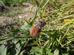Attēlu rezultāti vaicājumam “Melolontha hippocastani”