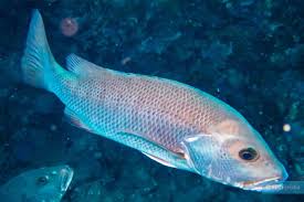 Image result for Lutjanus alexandrei