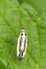 Attēlu rezultāti vaicājumam “Stenotus binotatus female”