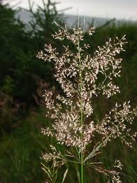 Attēlu rezultāti vaicājumam “Agrostis capillaris”
