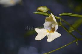 Attēlu rezultāti vaicājumam “Impatiens parviflora flower”
