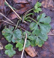 Attēlu rezultāti vaicājumam “Ranunculus sceleratus leaf”