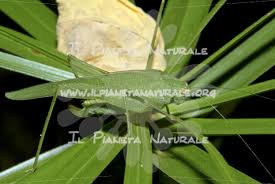 Attēlu rezultāti vaicājumam “Phaneroptera falcata”