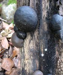 Attēlu rezultāti vaicājumam “Daldinia concentrica”