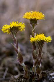 Attēlu rezultāti vaicājumam “Tussilago farfara flower”