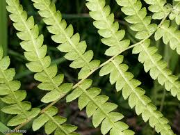 Attēlu rezultāti vaicājumam “Thelypteris palustris”