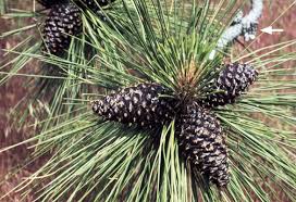 Attēlu rezultāti vaicājumam “Pinus ponderosa fruit”