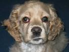 Information about cherry eye in Cocker Spaniel dogs