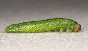 Attēlu rezultāti vaicājumam “Arge ustulata”