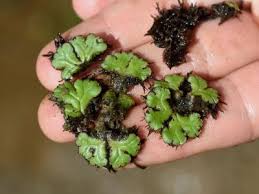 Attēlu rezultāti vaicājumam “Ricciocarpos natans”