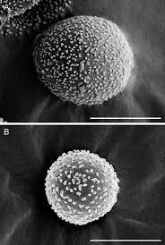 Attēlu rezultāti vaicājumam “Lamproderma ovoideum macro”
