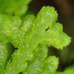 Attēlu rezultāti vaicājumam “Trichocolea tomentella sporophyte”