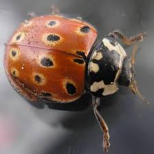 Attēlu rezultāti vaicājumam “Anatis ocellata”