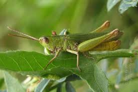 Attēlu rezultāti vaicājumam “Chortippus sp.”