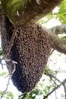 Huron City Bees Philosophy