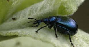 Attēlu rezultāti vaicājumam “Attelabidae”