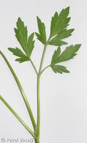 Attēlu rezultāti vaicājumam “Ranunculus repens leaf”