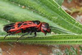 Attēlu rezultāti vaicājumam “Caenolyda reticulata”
