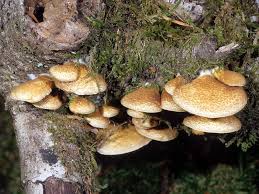 Attēlu rezultāti vaicājumam “Crepidotus versutus”