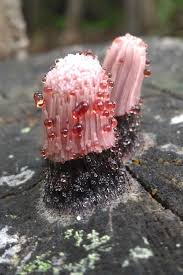 Attēlu rezultāti vaicājumam “Cribraria cancellata macro”