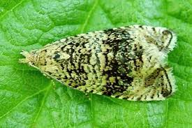 Attēlu rezultāti vaicājumam “Celypha siderana”