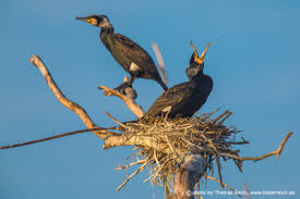 Attēlu rezultāti vaicājumam “Phalacrocorax carbo nest”