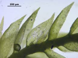 Attēlu rezultāti vaicājumam “Taxiphyllum wissgrillii”